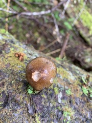 Cortinarius scaurus