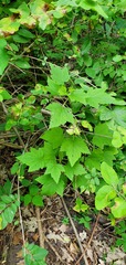 Ribes americanum