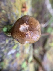 Cortinarius scaurus