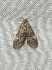 Elophila obliteralis