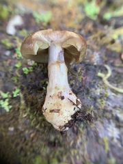 Cortinarius scaurus