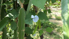 Psophocarpus tetragonolobus