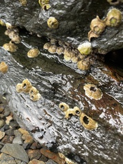 Semibalanus balanoides