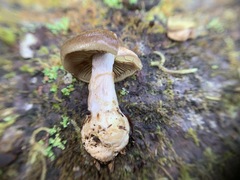 Cortinarius scaurus