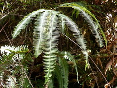 Sticherus owhyhensis