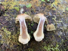 Cortinarius scaurus
