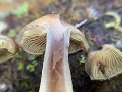 Cortinarius scaurus
