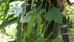 Psophocarpus tetragonolobus