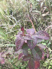Rubus pensilvanicus