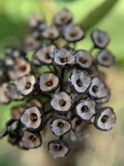 Ceanothus americanus