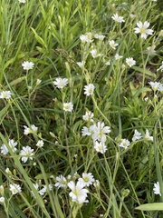 Cerastium arvense