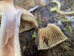 Cortinarius scaurus