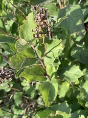 Ceanothus americanus
