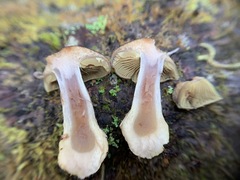 Cortinarius scaurus