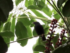 Acridotheres cristatellus