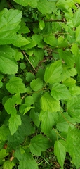 Physocarpus