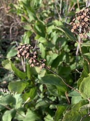 Ceanothus americanus