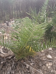 Phoenix canariensis