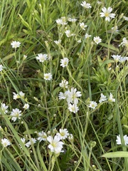 Cerastium arvense