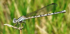 Argia alberta