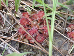 Drosera capillaris