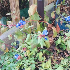 Ceratostigma