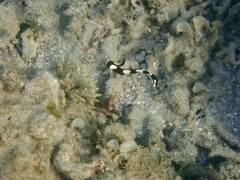 Plectorhinchus vittatus