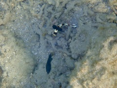Plectorhinchus vittatus