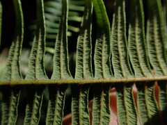 Sticherus owhyhensis