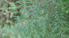 Calocedrus macrolepis