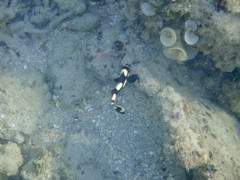 Plectorhinchus vittatus