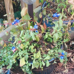 Ceratostigma