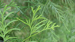 Calocedrus macrolepis