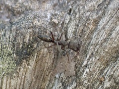 Odontomachus haematodus
