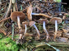 Cortinarius neofallax