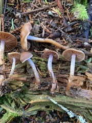 Cortinarius neofallax