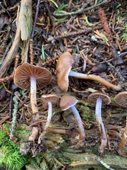 Cortinarius neofallax
