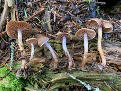 Cortinarius neofallax