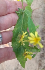 Crepidiastrum denticulatum