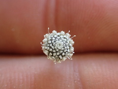 Lachnocaulon