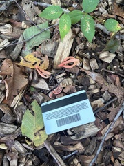 Pseudocolus fusiformis