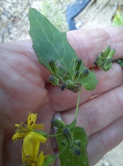Crepidiastrum denticulatum