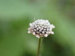 Lachnocaulon