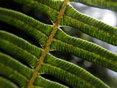 Sticherus owhyhensis