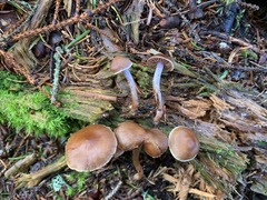 Cortinarius neofallax