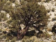 Polylepis tarapacana