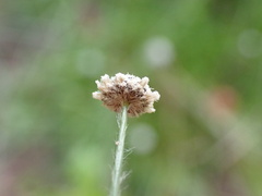Lachnocaulon