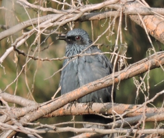 Melanotis caerulescens