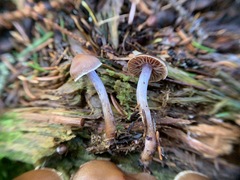 Cortinarius neofallax