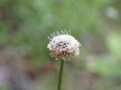 Lachnocaulon